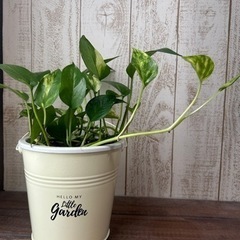 ポトス ゴールデン 観葉植物