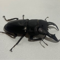 アマミヒラタ68㍉トリオ