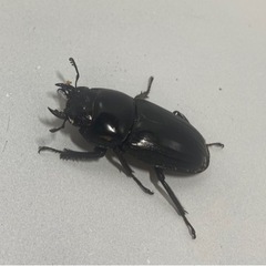 アマミヒラタ68㍉トリオの画像