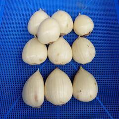 ギガンジウム球根