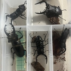 ミヤマクワガタペア、ノコギリクワガタペア、カブトムシオスの画像