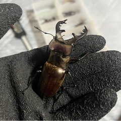 ミヤマクワガタペア、ノコギリクワガタペア、カブトムシオス