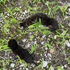 目も空いていない子猫です。