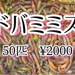 ドバミミズ