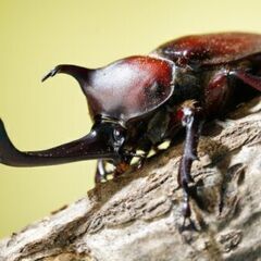 【誰でも歓迎】カブトムシ　オス1匹　野外採集　群馬県産