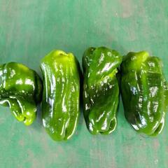 山盛りピーマン3㎏500円の画像