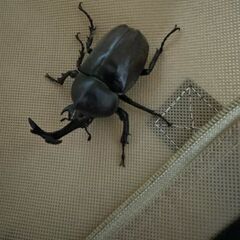 【誰でも歓迎】カブトムシ　オス1匹　野外採集　群馬県産の画像