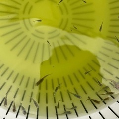 オロチメダカの画像