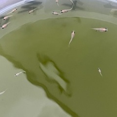 オロチメダカの画像