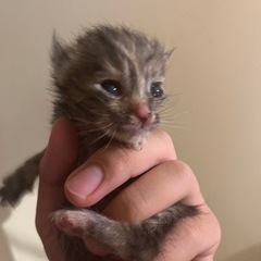 子猫　里親募集