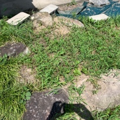 庭石お譲りしますの画像