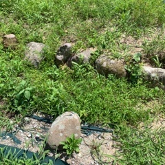 庭石お譲りしますの画像