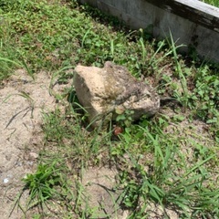 庭石お譲りしますの画像