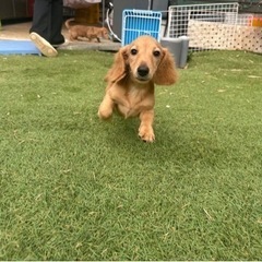【飼い主様決まりました】甘えるのが大好きなMダックスフンドのモナくん🌼