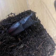 ノコギリクワガタ① オス 60mm