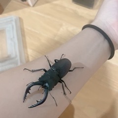 ノコギリクワガタ① オス 60mmの画像