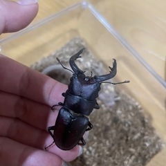 ノコギリクワガタ②オス 56mm の画像