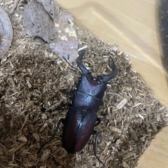 ノコギリクワガタ②オス 56mm 