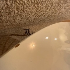 折りたたみセンターテーブルの画像