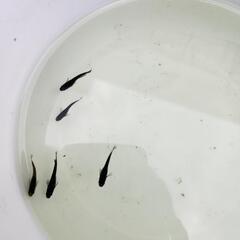 オロチめだか　10匹