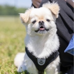 愛犬、愛猫可愛く、かっこよく出張撮影いたします！