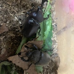 カブトムシ オスメス ペア ⑧
