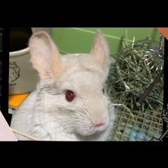 取引停止中　チンチラ4歳♂