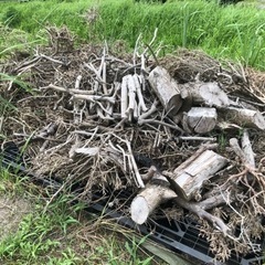 針葉樹　薪