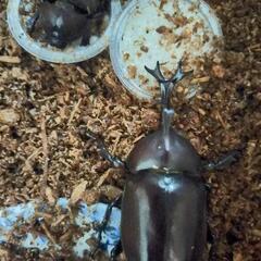 カブトムシ(オス・メス)の画像
