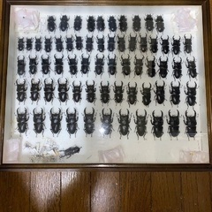 国産オオクワガタ