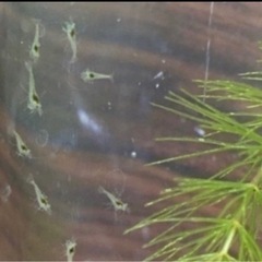 ミナミヌマエビ10匹　中サイズから小サイズの画像