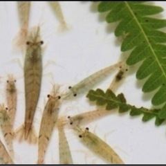 ミナミヌマエビ10匹　中サイズから小サイズ