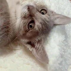 ⚽️🐈‍⬛サバ白の赤ちゃん🐈‍⬛⚽️トライアル決定