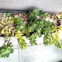 ART STONEプランターM & 多肉植物の寄せ植えの画像