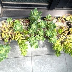 ART STONEプランターM & 多肉植物の寄せ植えの画像