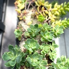 ART STONEプランターM & 多肉植物の寄せ植えの画像