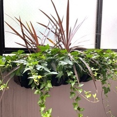 アイビー & コルジリネ・レッドスター寄植え 壁掛け90cmワイドプランターの画像