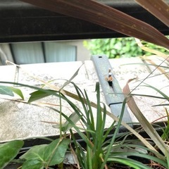 アイビー & コルジリネ・レッドスター寄植え 壁掛け90cmワイドプランターの画像