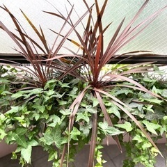 アイビー & コルジリネ・レッドスター寄植え 壁掛け90cmワイドプランターの画像