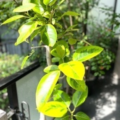 フィスカス・アルテシマ（高さ：165cm程）の画像