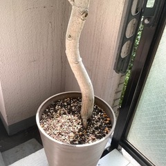 フィスカス・アルテシマ（高さ：165cm程）の画像