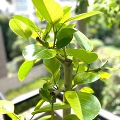 フィスカス・アルテシマ（高さ：165cm程）の画像