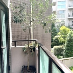 オリーブの木（高さ：240cm程）