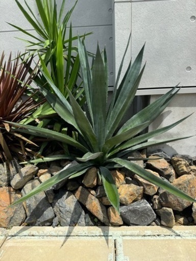 アガベ　ロックガーデン