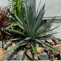 アガベ　ホリダ　大型　ロックガーデン アガベ ホリダ 大型 ロックガーデン