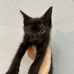 黒猫　あんこちゃん里親様募集