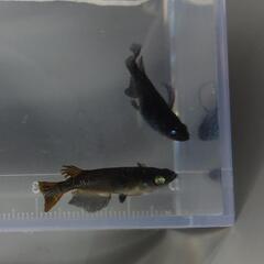 黑天幻龍　4匹 1,000円　メダカ・改良メダカ