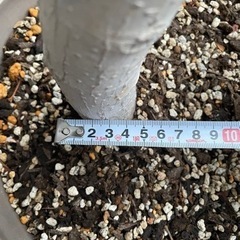 フィスカス・アルテシマ（高さ：165cm程）の画像