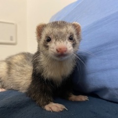 フェレット3匹　里親募集