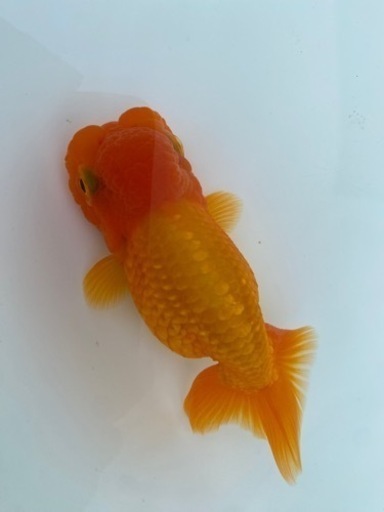 （2406）宇野系5歳魚　　12cm     大関血統　　極上物